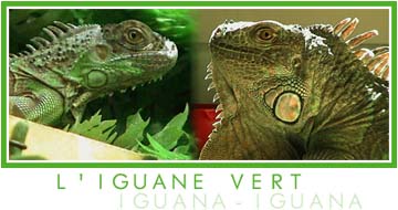 L'iguane vert juvnile / l'iguane vert adulte