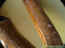 arbre05.jpg (14986 octets)