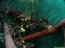 iguarium-016.jpg (46846 octets)