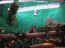iguarium-018.jpg (50460 octets)