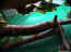 iguarium-020.jpg (51383 octets)