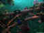 iguarium-021.jpg (51856 octets)