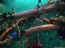 iguarium-028.jpg (64303 octets)