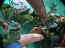 iguarium-040.jpg (80956 octets)